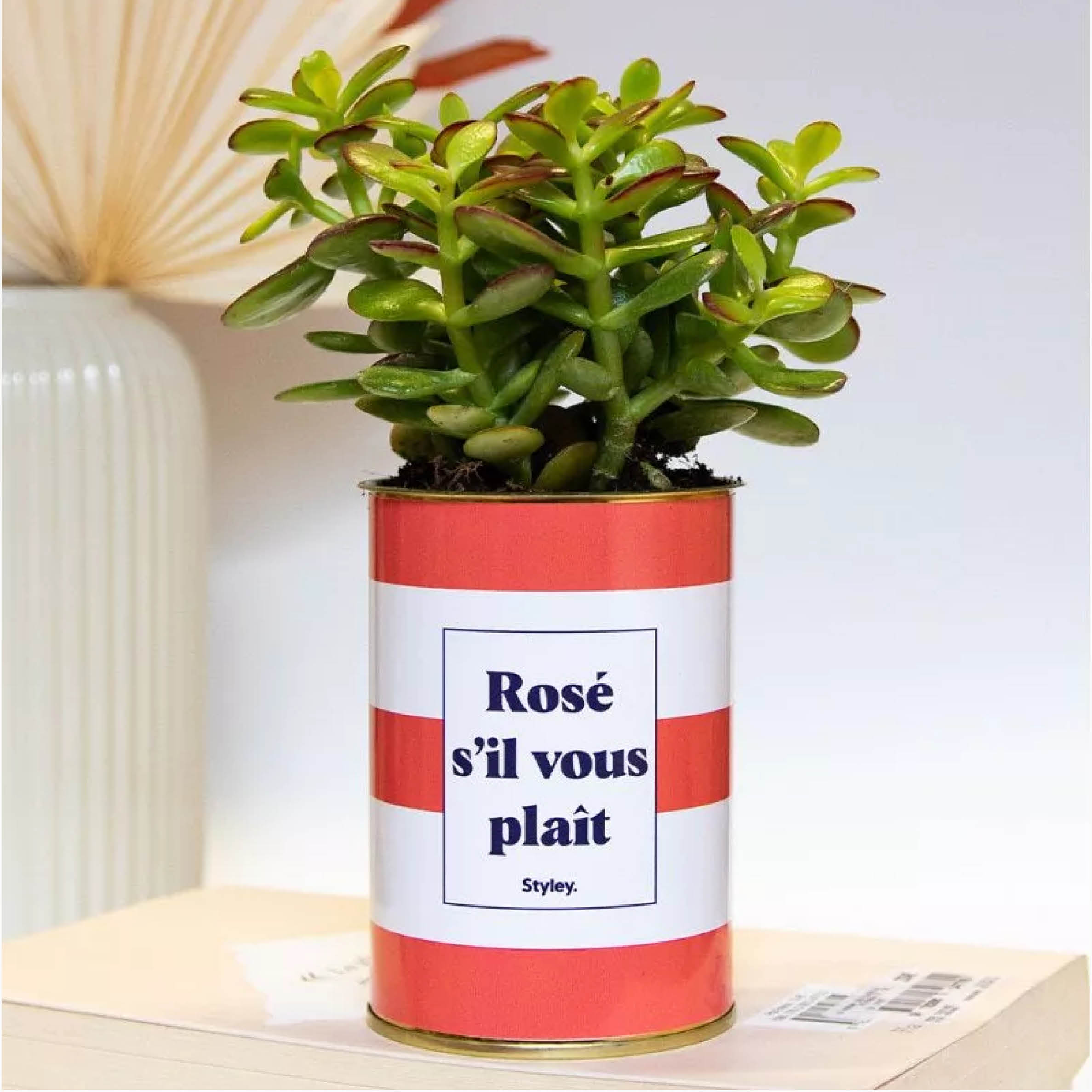 Plante grasse Rosé s'il vous plait